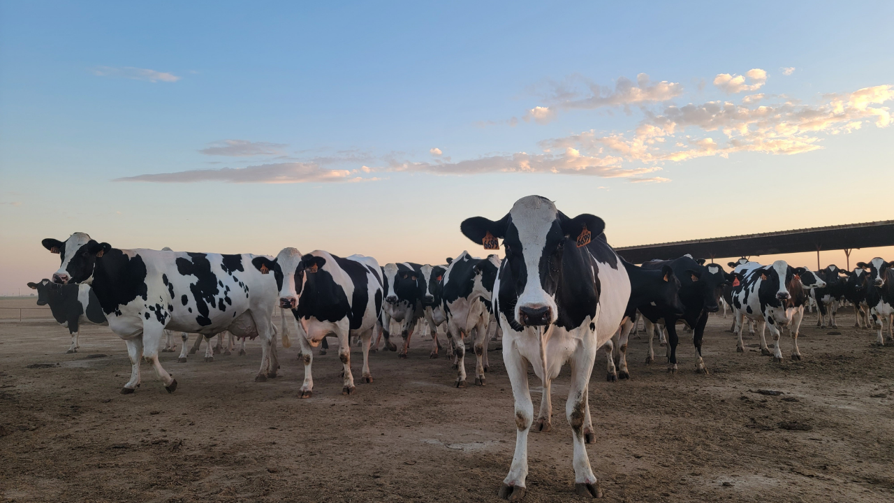 AHV USA Dairy Cows & Calves