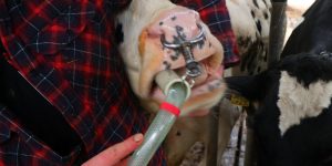 Drenchen melkveehouders