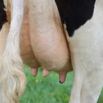 uiergezondheid melkvee koeien